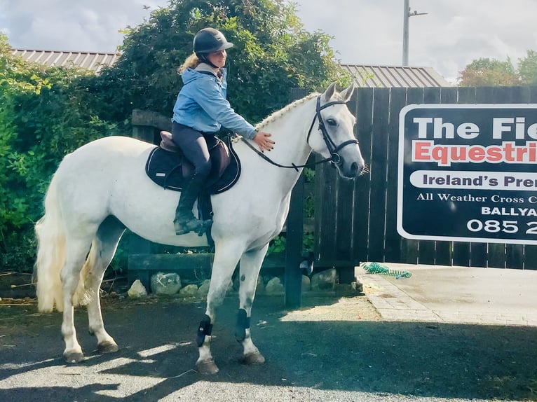 Connemara Gelding 4 years 15,1 hh Grey in Mountrath