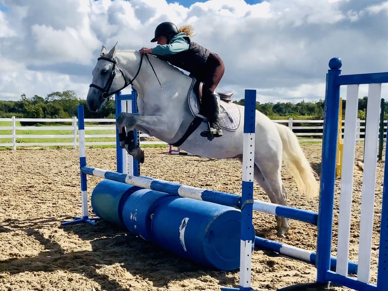 Connemara Gelding 4 years 15,1 hh Grey in Mountrath