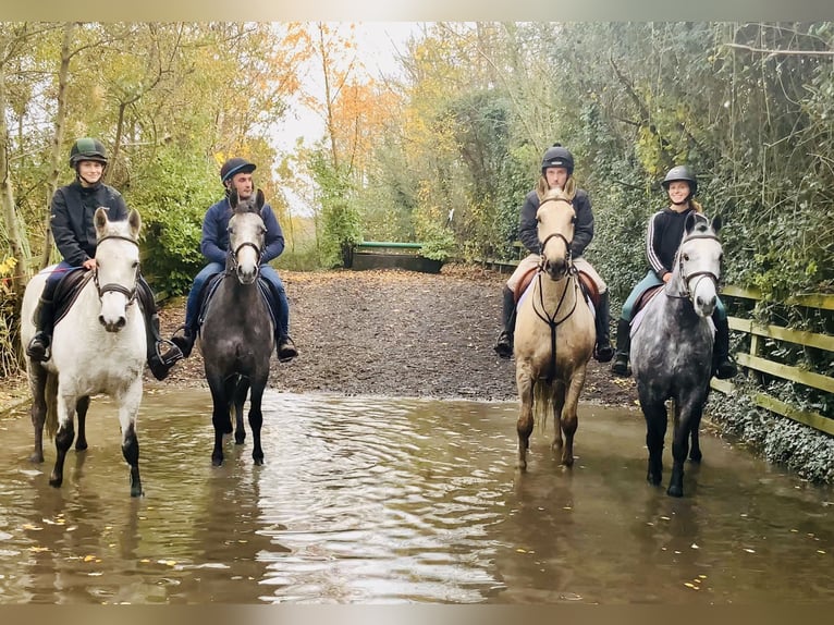 Connemara Gelding 4 years 15,1 hh Grey in Mountrath