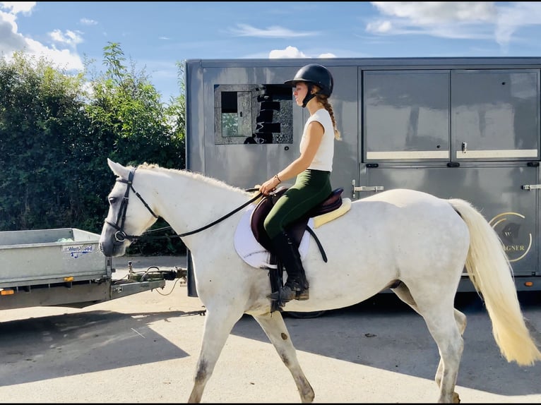 Connemara Gelding 4 years 15,1 hh Grey in Mountrath