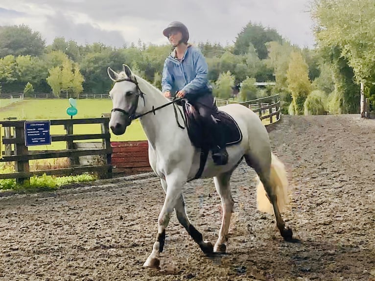 Connemara Gelding 4 years 15,1 hh Grey in Mountrath