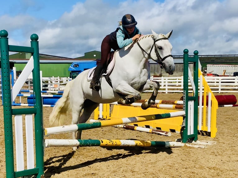 Connemara Gelding 4 years 15,1 hh Grey in Mountrath