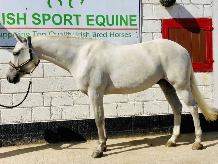 Connemara Gelding 4 years 15,1 hh Grey in Mountrath