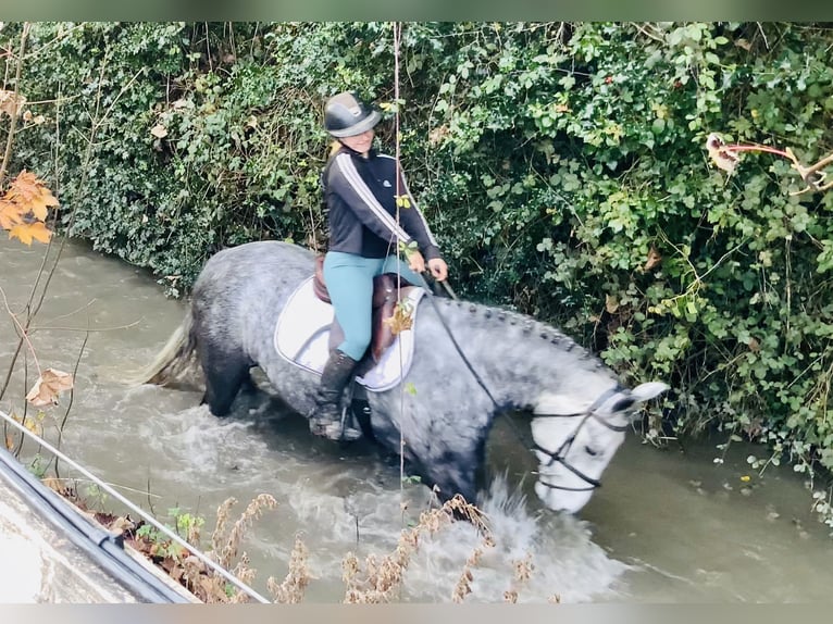 Connemara Gelding 4 years 15,1 hh Grey in Mountrath