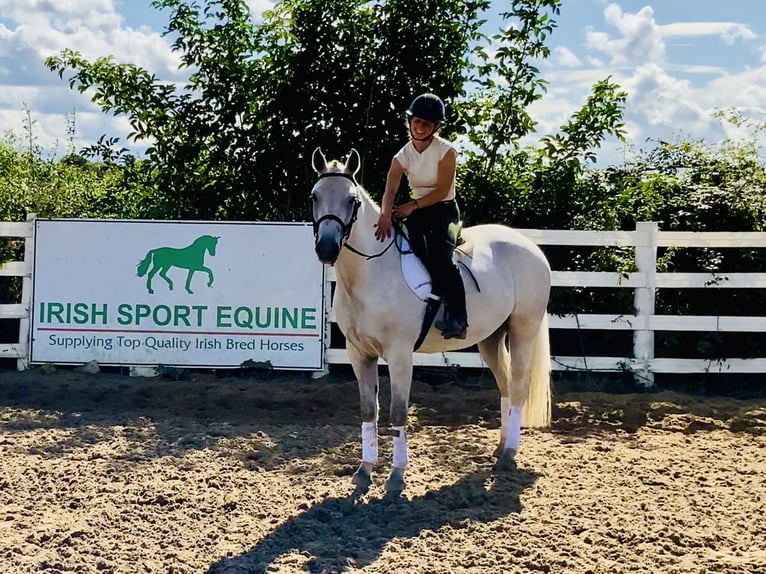 Connemara Gelding 4 years 15,1 hh Grey in Mountrath