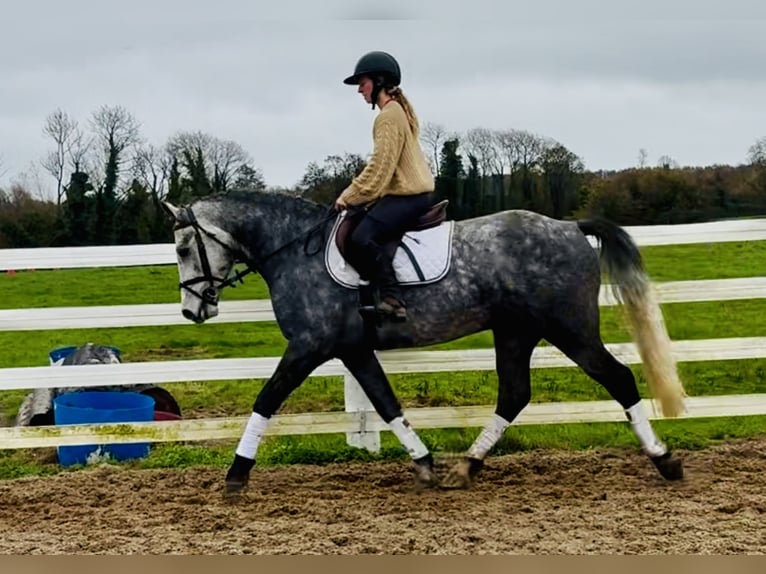 Connemara Gelding 4 years 15,1 hh Grey in Mountrath