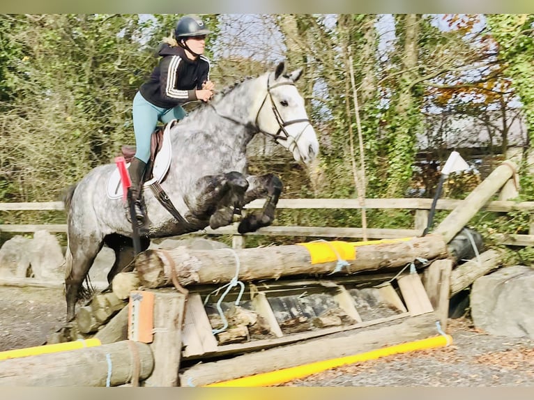 Connemara Gelding 4 years 15,1 hh Grey in Mountrath