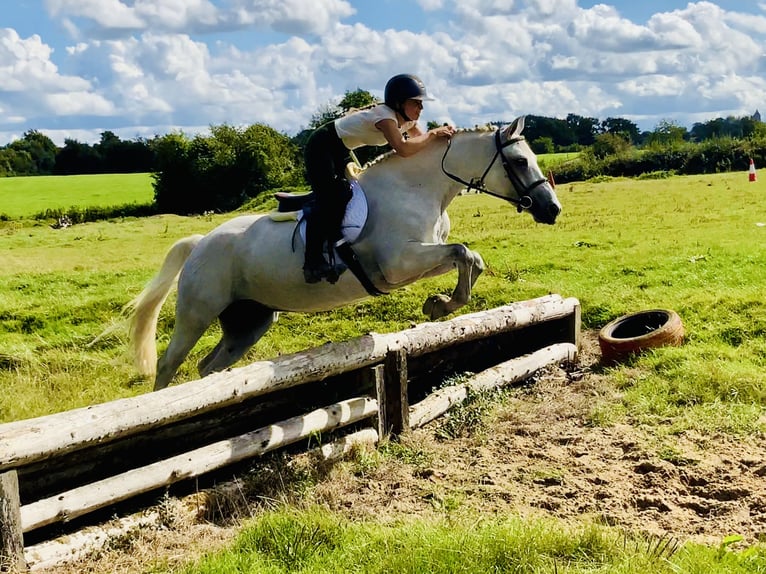 Connemara Gelding 4 years 15,1 hh Grey in Mountrath