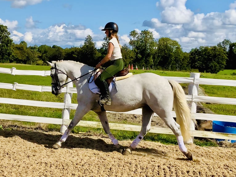 Connemara Gelding 4 years 15,1 hh Grey in Mountrath