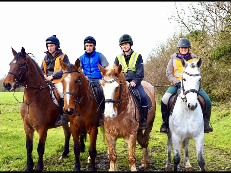 Connemara Gelding 4 years 15,1 hh Grey in Mountrath