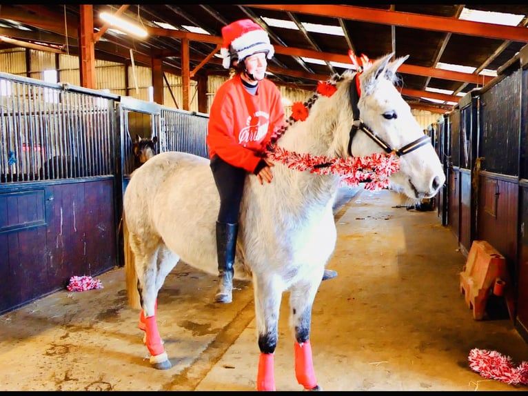 Connemara Gelding 4 years 15,1 hh Grey in Mountrath