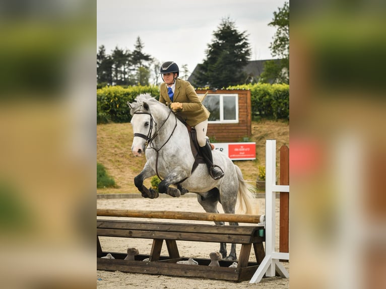 Connemara Gelding 4 years 15,1 hh Grey in Cork
