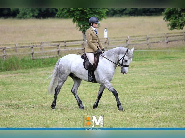 Connemara Gelding 4 years 15,1 hh Grey in Cork