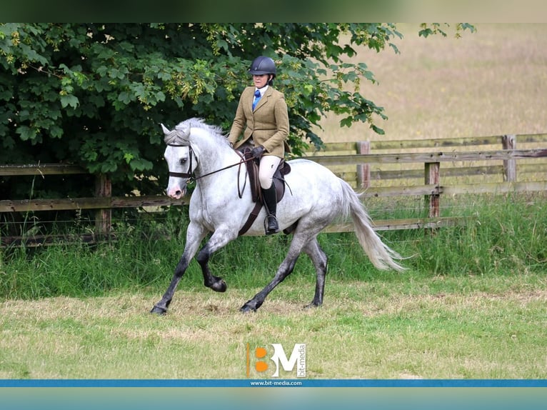 Connemara Gelding 4 years 15,1 hh Grey in Cork