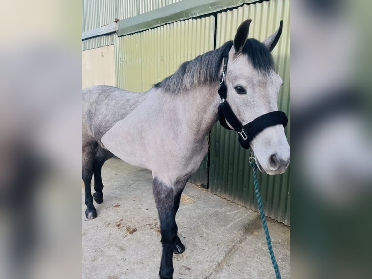 Connemara Gelding 4 years 15,1 hh Grey in Sligo