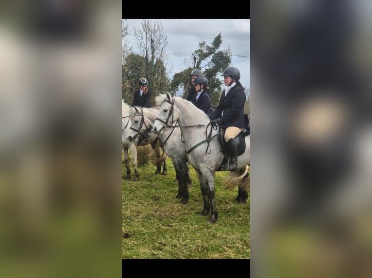 Connemara Gelding 4 years 15,1 hh Grey in Sligo