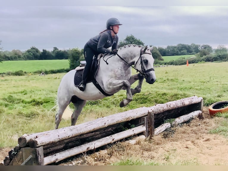Connemara Gelding 4 years 15,2 hh Grey in Mountrath