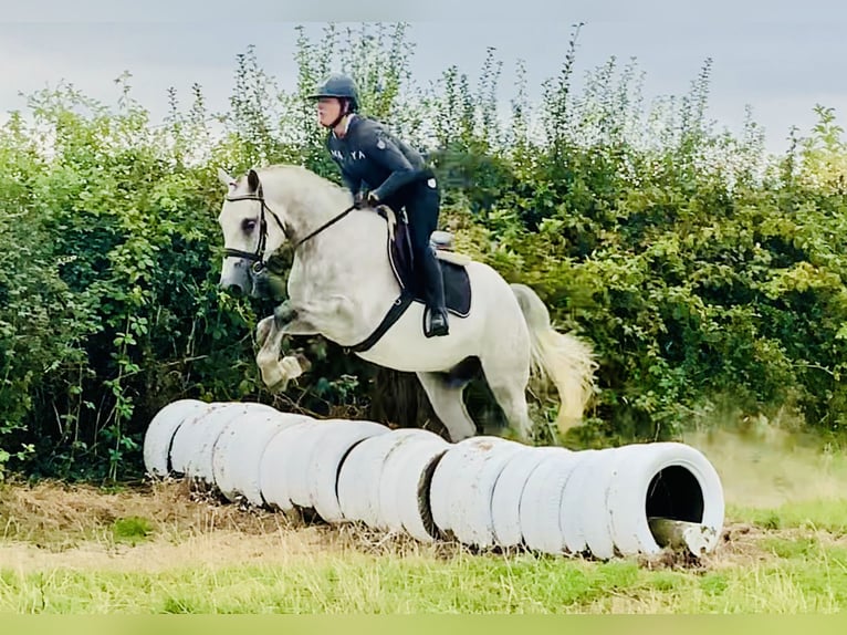 Connemara Gelding 4 years 15,2 hh Grey in Mountrath
