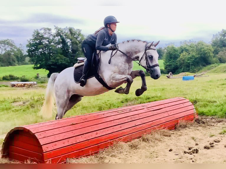 Connemara Gelding 4 years 15,2 hh Grey in Mountrath