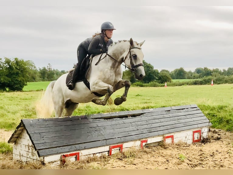 Connemara Gelding 4 years 15,2 hh Grey in Mountrath