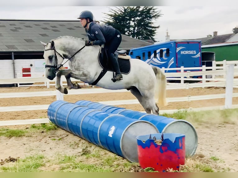 Connemara Gelding 4 years 15,2 hh Grey in Mountrath