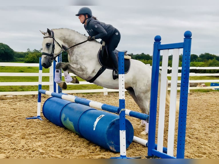 Connemara Gelding 4 years 15,2 hh Grey in Mountrath