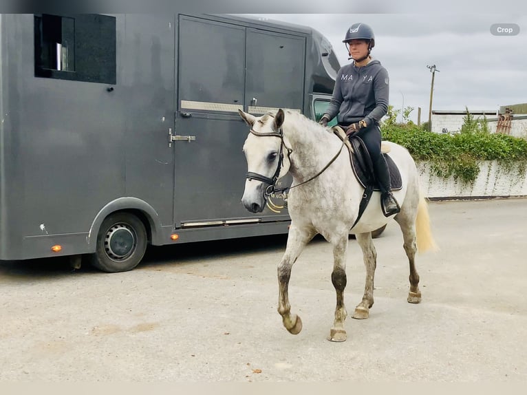 Connemara Gelding 4 years 15,2 hh Grey in Mountrath