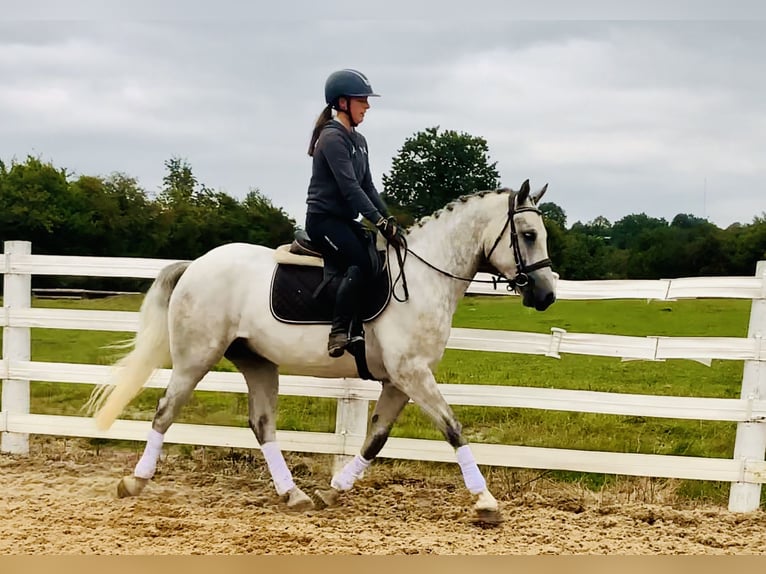 Connemara Gelding 4 years 15,2 hh Grey in Mountrath