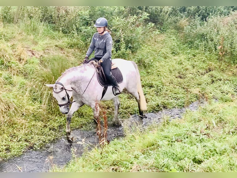 Connemara Gelding 4 years 15,2 hh Grey in Mountrath