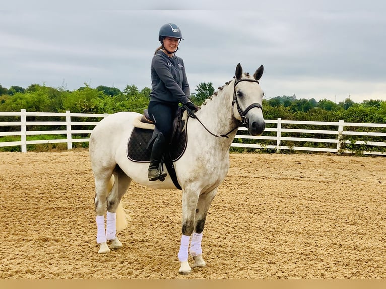 Connemara Gelding 4 years 15,2 hh Grey in Mountrath