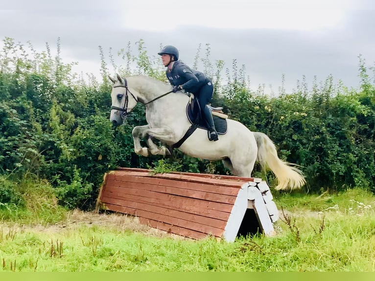 Connemara Gelding 4 years 15,2 hh Grey in Mountrath