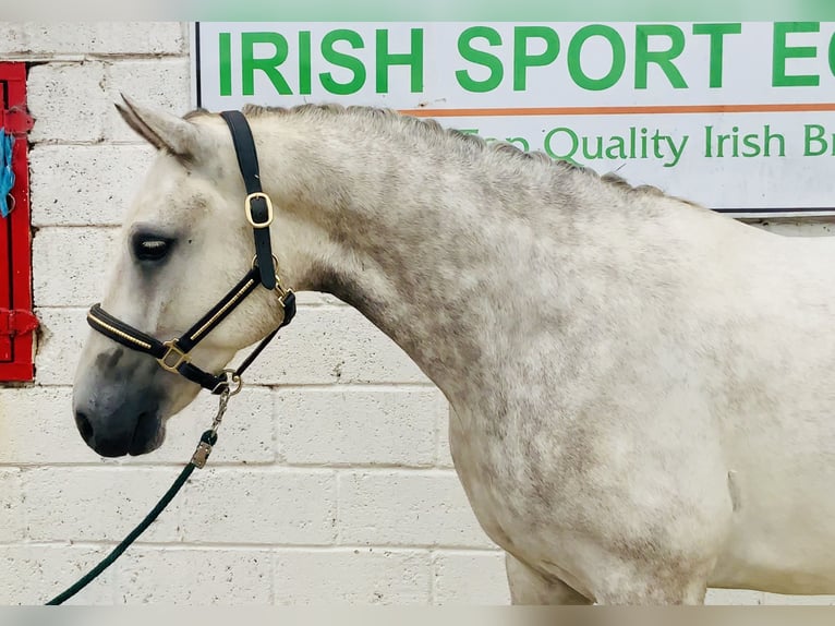 Connemara Gelding 4 years 15,2 hh Grey in Mountrath