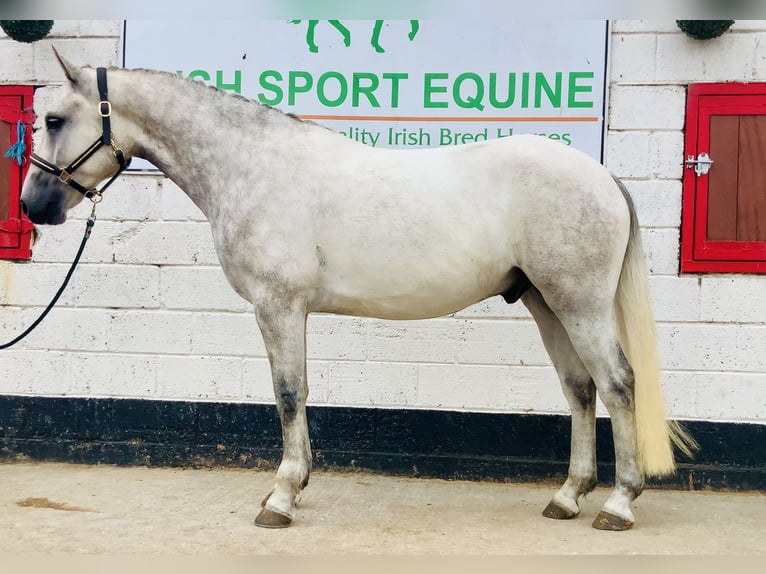 Connemara Gelding 4 years 15,2 hh Grey in Mountrath