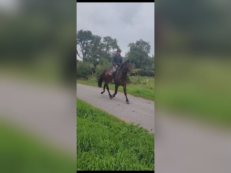 Connemara Gelding 4 years 16 hh Bay in Cavan