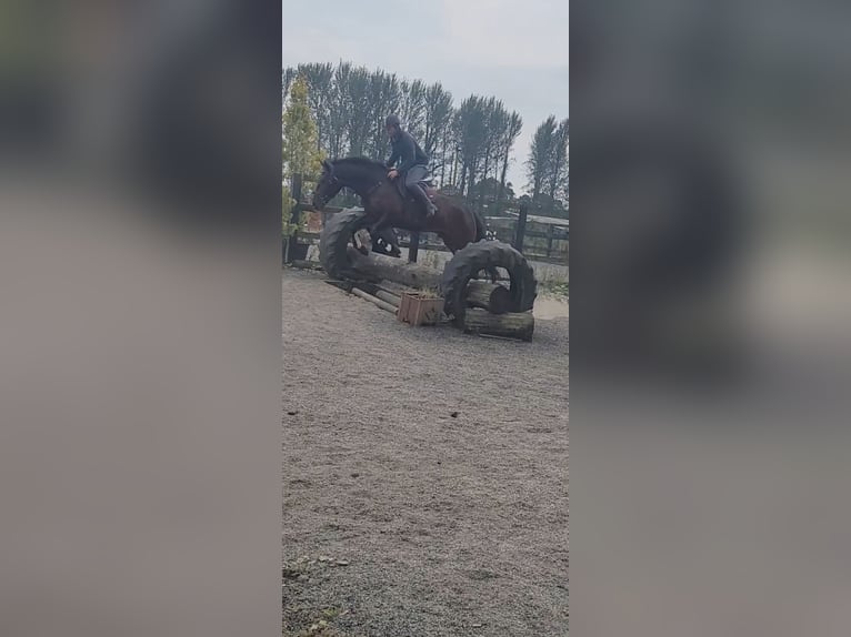 Connemara Gelding 4 years 16 hh Bay in Cavan