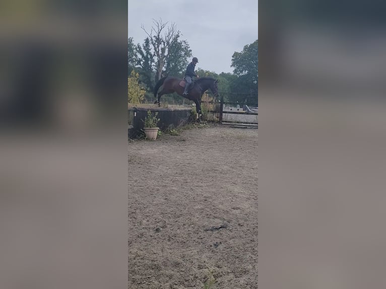 Connemara Gelding 4 years 16 hh Bay in Cavan