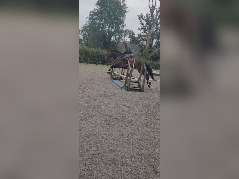 Connemara Gelding 4 years 16 hh Bay in Cavan