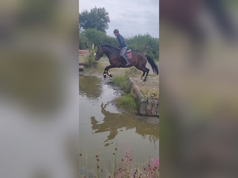 Connemara Gelding 4 years 16 hh Bay in Cavan