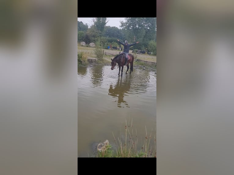 Connemara Gelding 4 years 16 hh Bay in Cavan