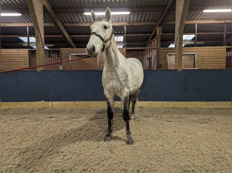 Connemara Gelding 4 years Gray in Devon