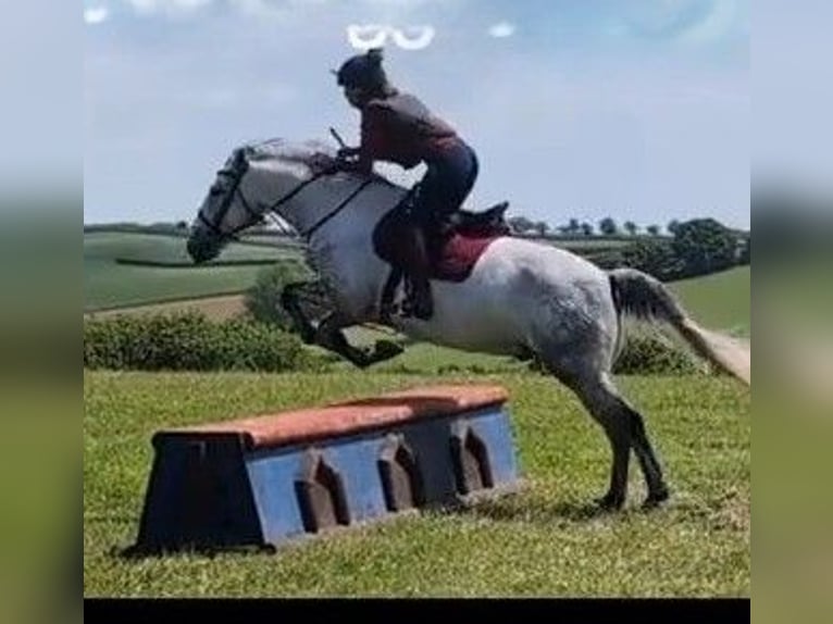 Connemara Gelding 4 years Gray in Devon