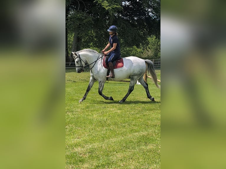 Connemara Gelding 4 years Gray in Devon