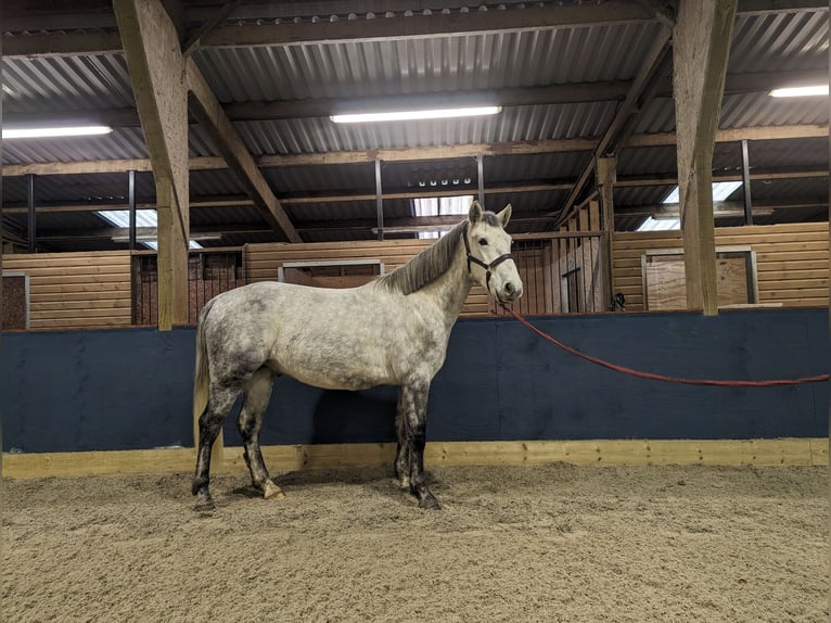 Connemara Gelding 4 years Gray in Devon