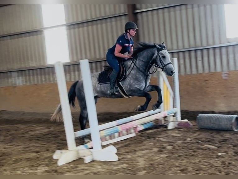 Connemara Gelding 4 years Grey in Sligo