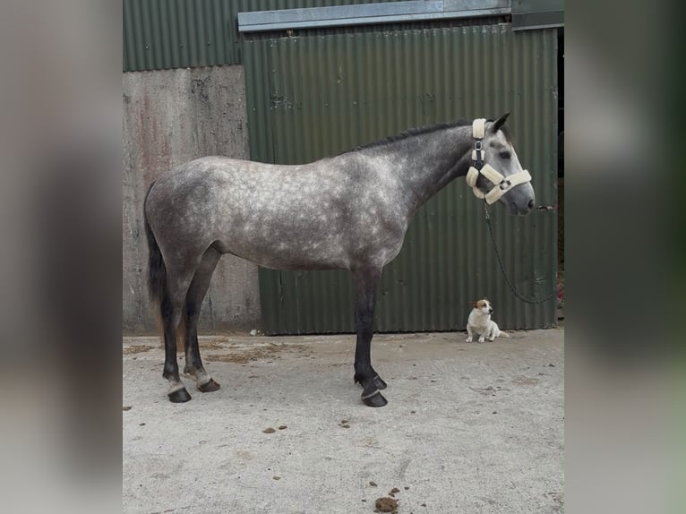 Connemara Gelding 4 years Grey in Sligo