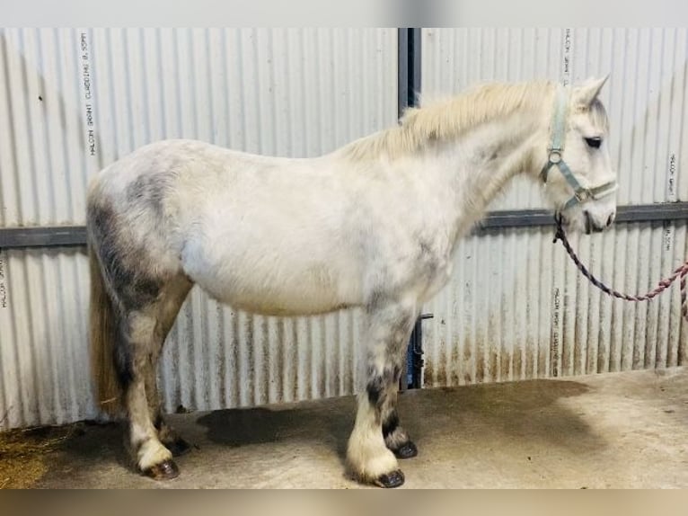 Connemara Gelding 5 years 13,2 hh Gray-Dark-Tan in Sligo