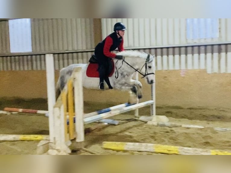 Connemara Gelding 5 years 13,2 hh Gray-Dark-Tan in Sligo