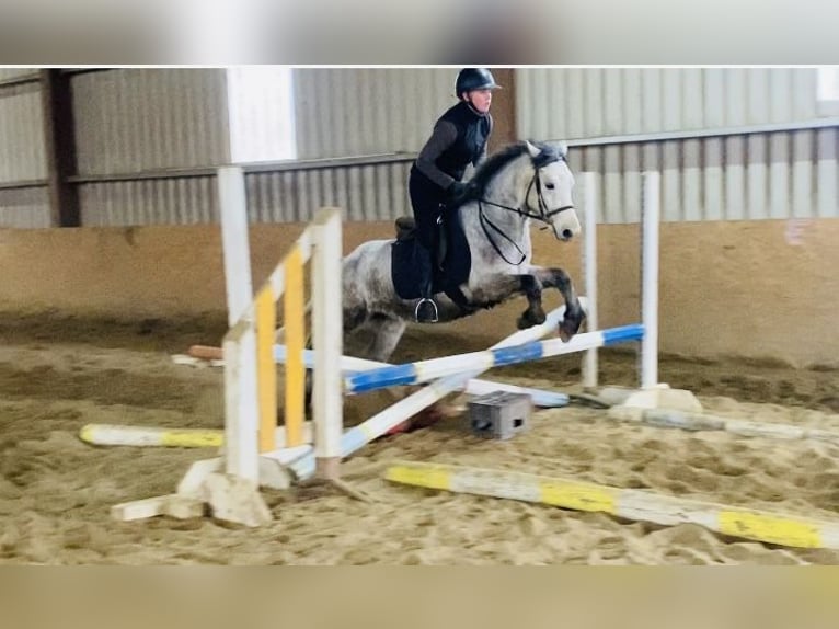 Connemara Gelding 5 years 13,2 hh in Sligo