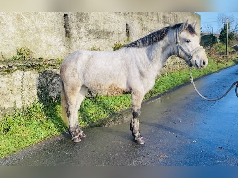 Connemara Gelding 5 years 13,2 hh in Sligo