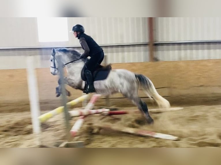 Connemara Gelding 5 years 13,2 hh in Sligo